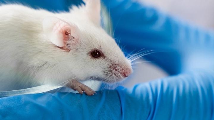 mouse held in gloved hands